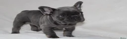 French Bulldog dogs for sale: 💜BLUEBELLE  THE LAST LITTLE BLUE GIRL 💜 - Advert 23