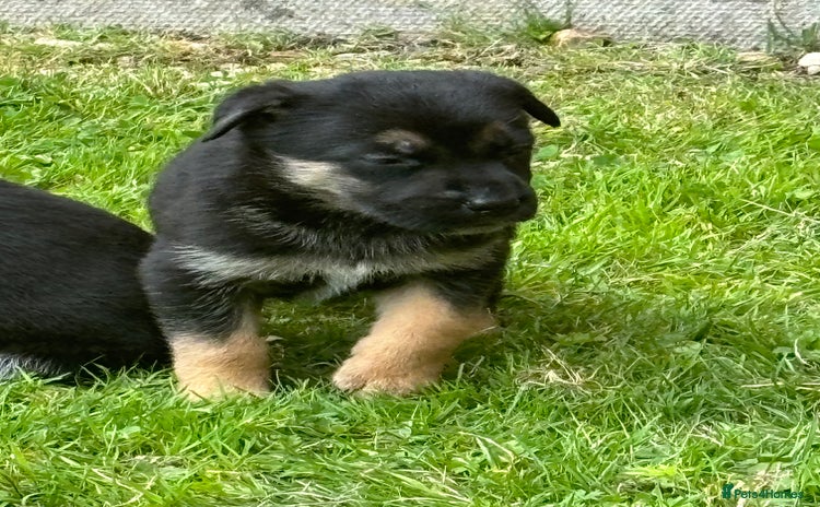 Mixed Breed dogs - Advert 3