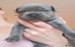 French Bulldog dogs for sale: Chunky french bulldog - Image 16