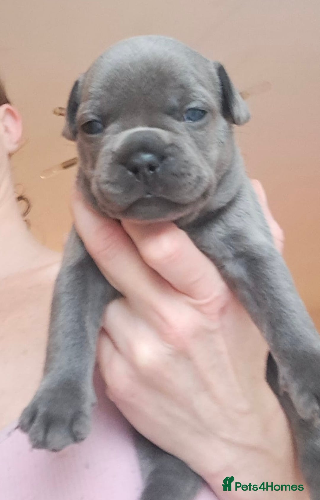 French Bulldog dogs for sale: Chunky french bulldog - Image 16