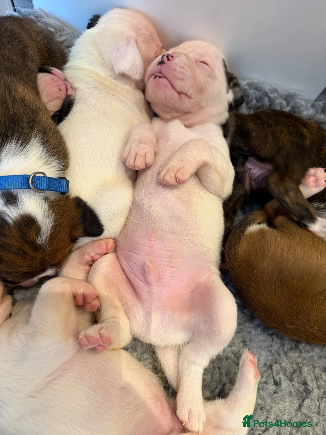 Boxer dogs for sale: Boxer puppies for sale  - Advert 2