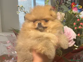Pomeranian dogs Ready to leave Teddy bear faced boy 🐻 - Advert 2