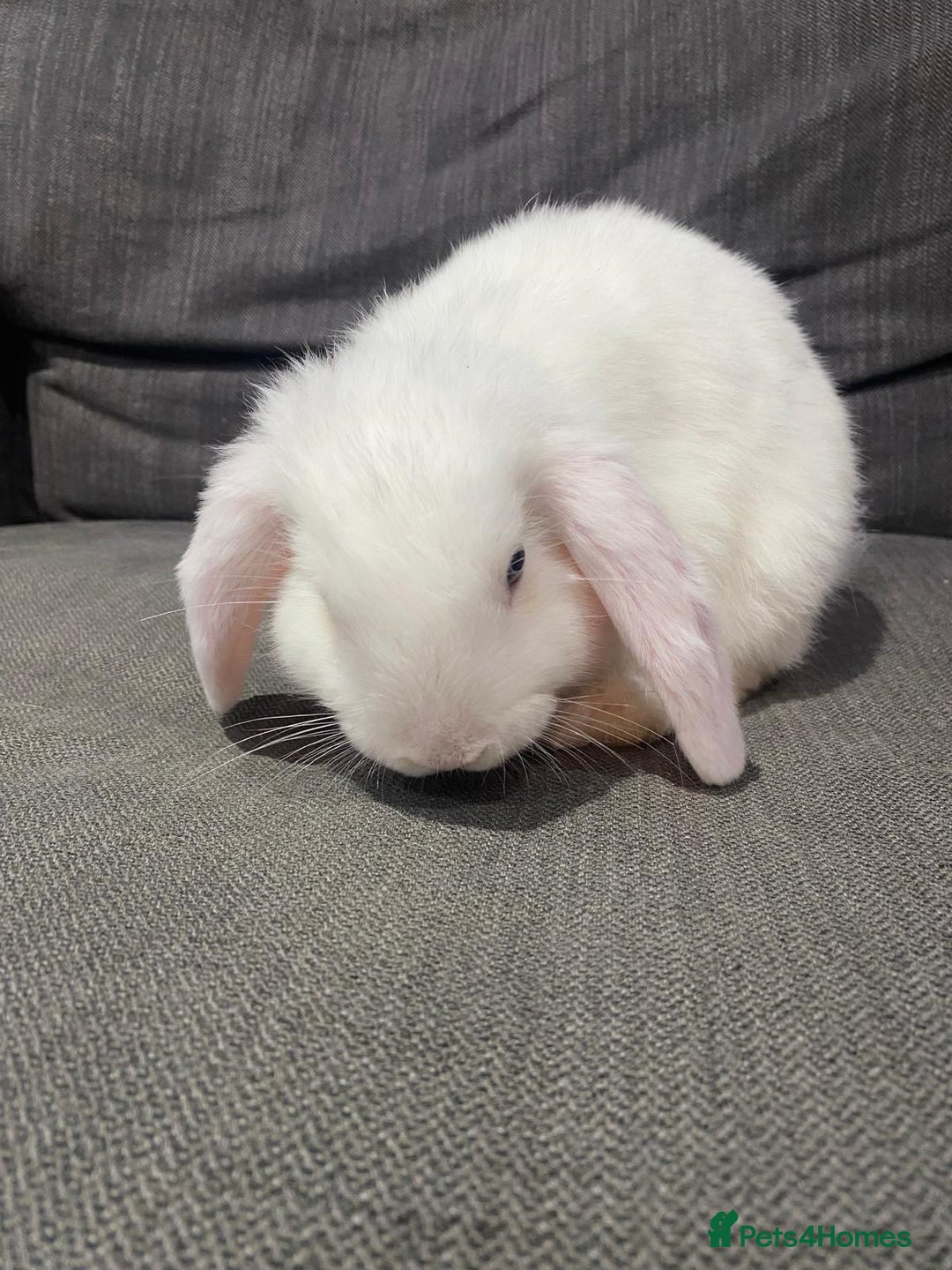 Mini Lop rabbits for sale: 9 week old boy Mini lop  for sale - Advert 2