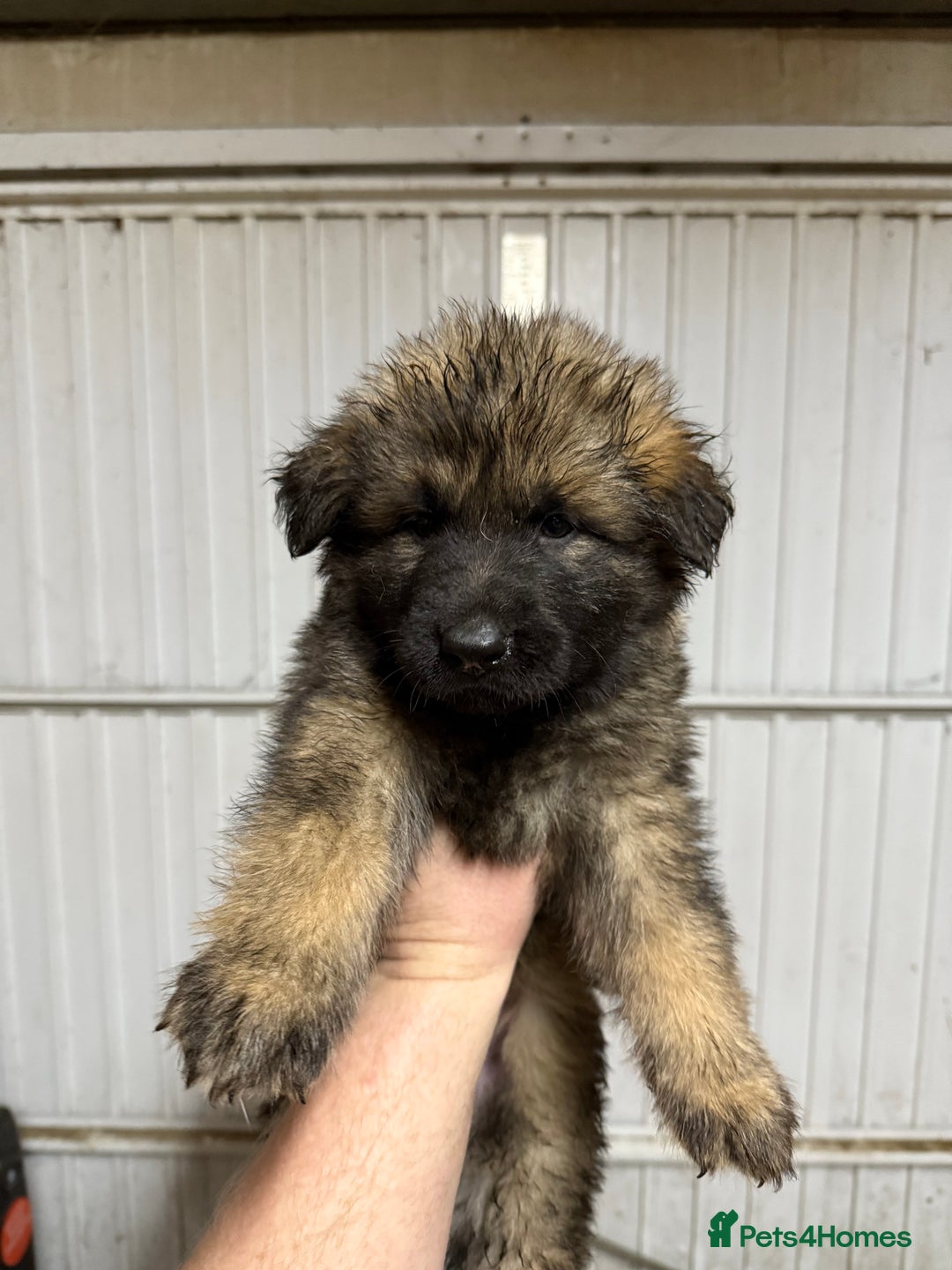 German Shepherd dogs for sale: German shepherd pups  - Advert 14