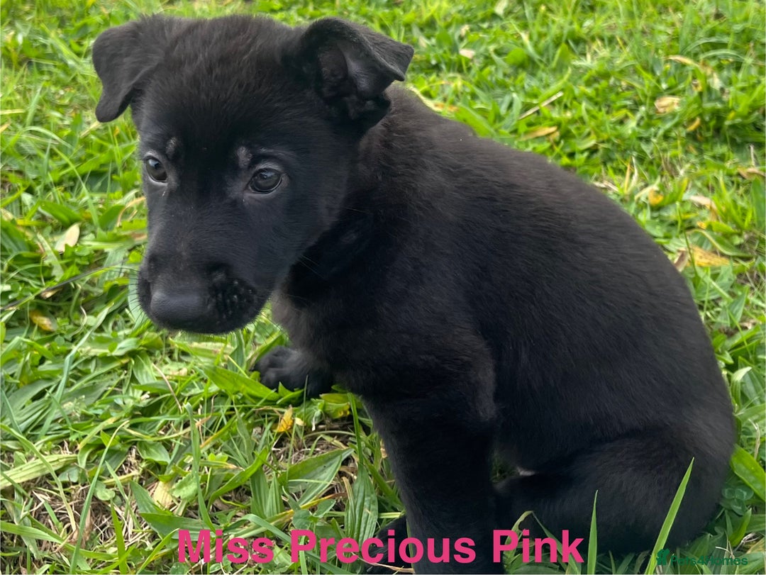 German Shepherd dogs for sale: Working Line German Shepherd Puppies - Cornwall - Image 10