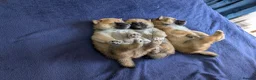 Japanese Shiba Inu dogs for sale: Lovely Shiba Inu Puppies, Ready for home late Aug in Corby - Advert 5
