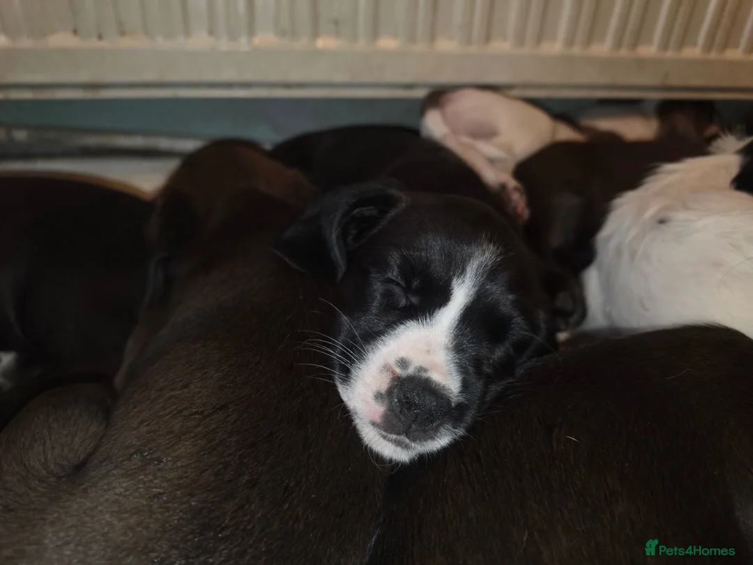 Mixed Breed dogs for sale: ADORABLE Boxer x puppies - Advert 2