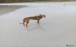 Mixed Breed dogs for sale: Gorgeous 1yr old male Cross - Advert 9