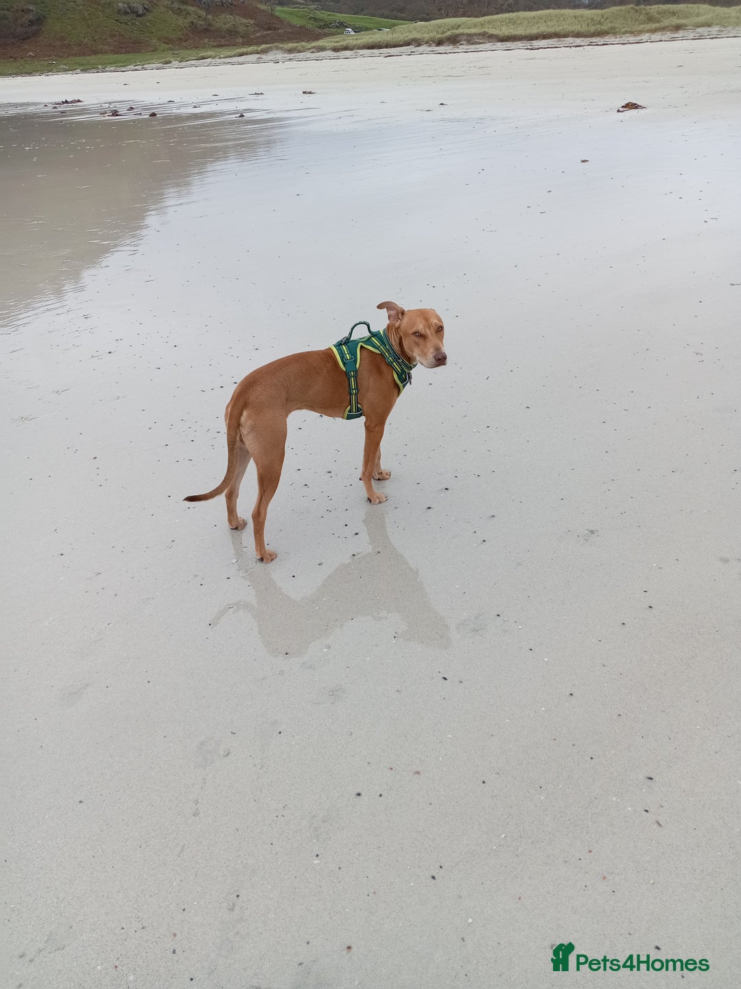 Mixed Breed dogs for sale: Gorgeous 1yr old male Cross - Advert 9