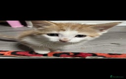 Mixed Breed cats for sale: Gorgeous kittens  - Image 12