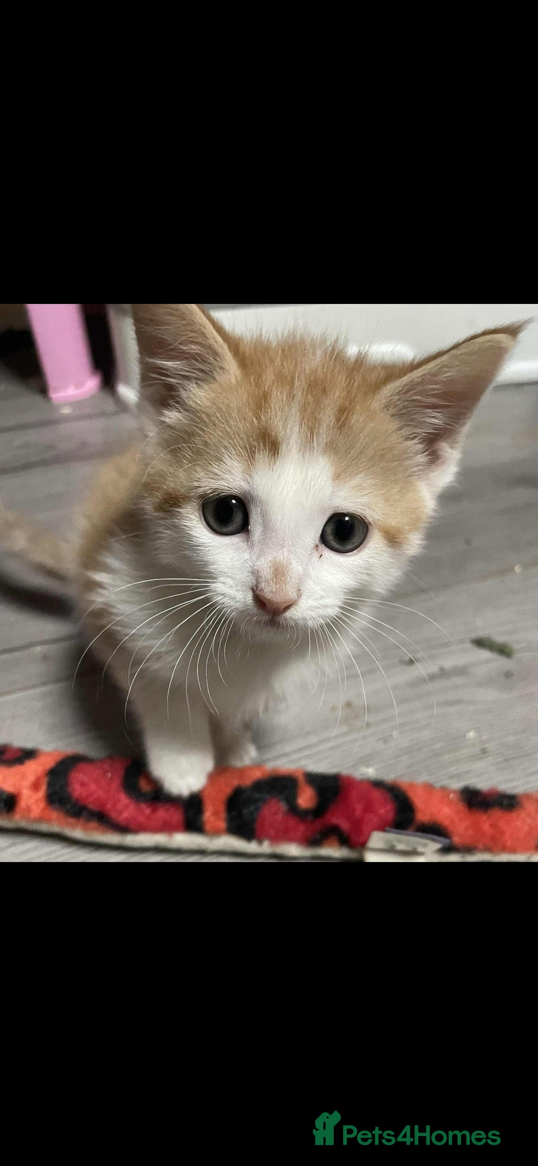 Mixed Breed cats for sale: Gorgeous kittens  - Image 12