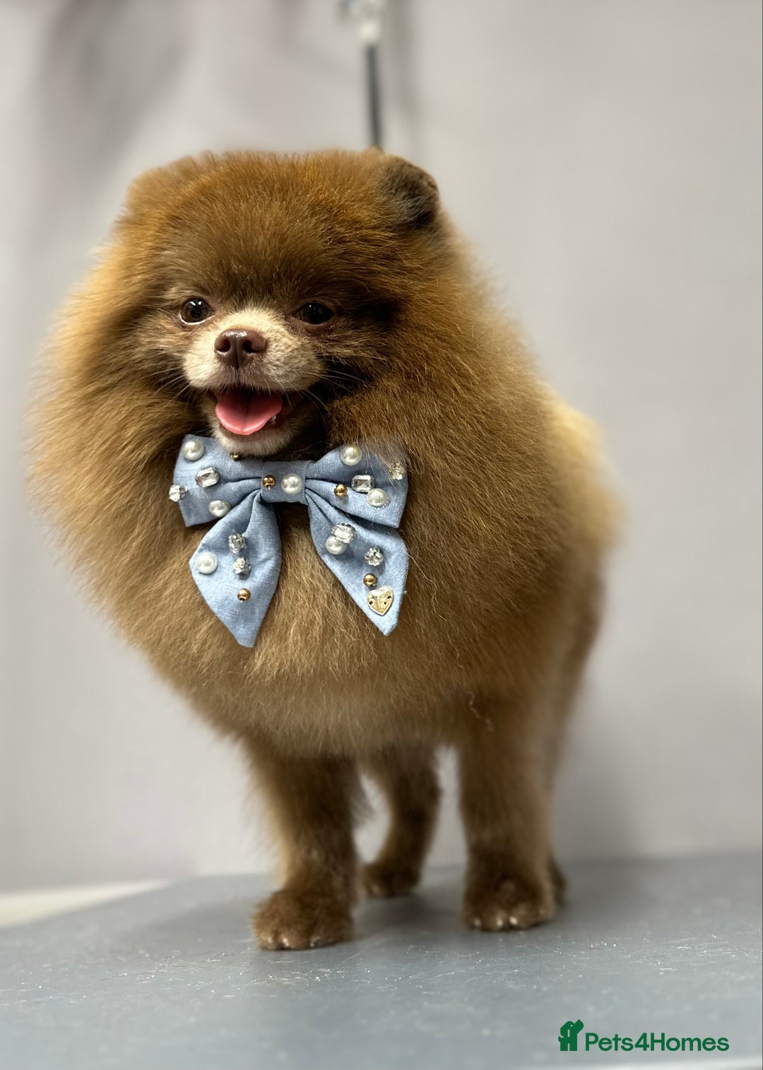 Pomeranian dogs for stud: Lilac and tan carrier tiny boy for stud in Lanark - Advert 4
