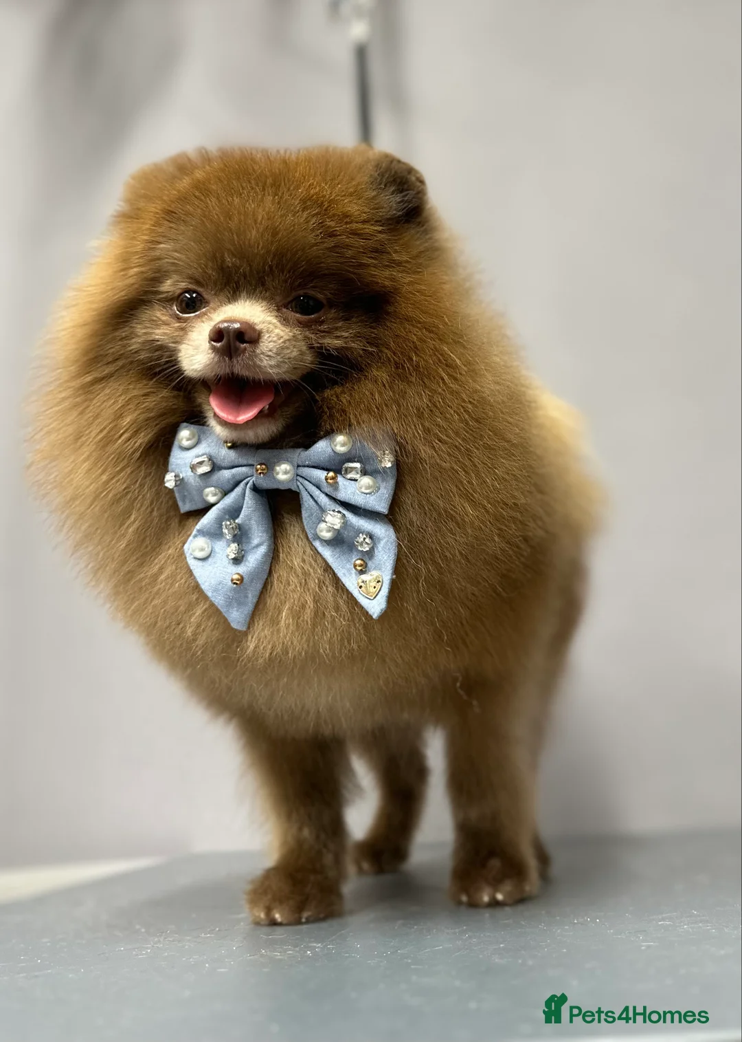 Pomeranian dogs for stud: Lilac and tan carrier tiny boy for stud in Lanark - Advert 4