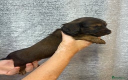 Miniature Dachshund dogs for sale: Amazing Champ Bloodlines Mini Dachshunds ✨ - Image 20
