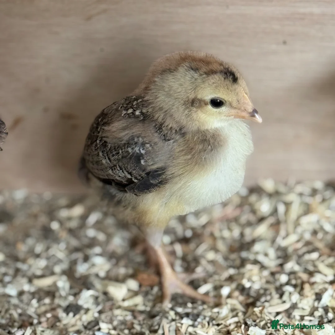 Chickens poultry for sale: Cream Legbar Chicks for Sale – 1–3 Weeks Old - Advert 1