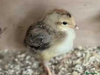 Chickens poultry Cream Legbar Chicks for Sale – 1–3 Weeks Old - Advert 17