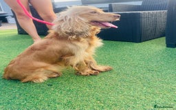 Cockapoo dogs for sale: Beautiful pra clear cockapoo puppy’s  - Image 10