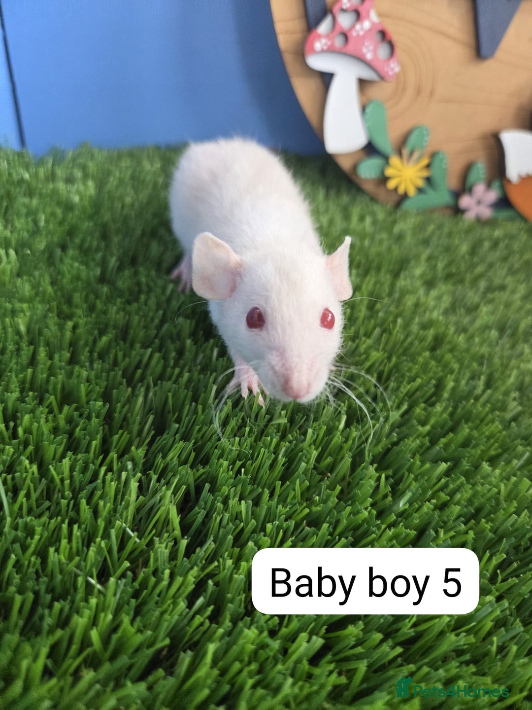 Rat rodents for sale: Baby Rats Males Boys Dwarf Rats  - Image 4