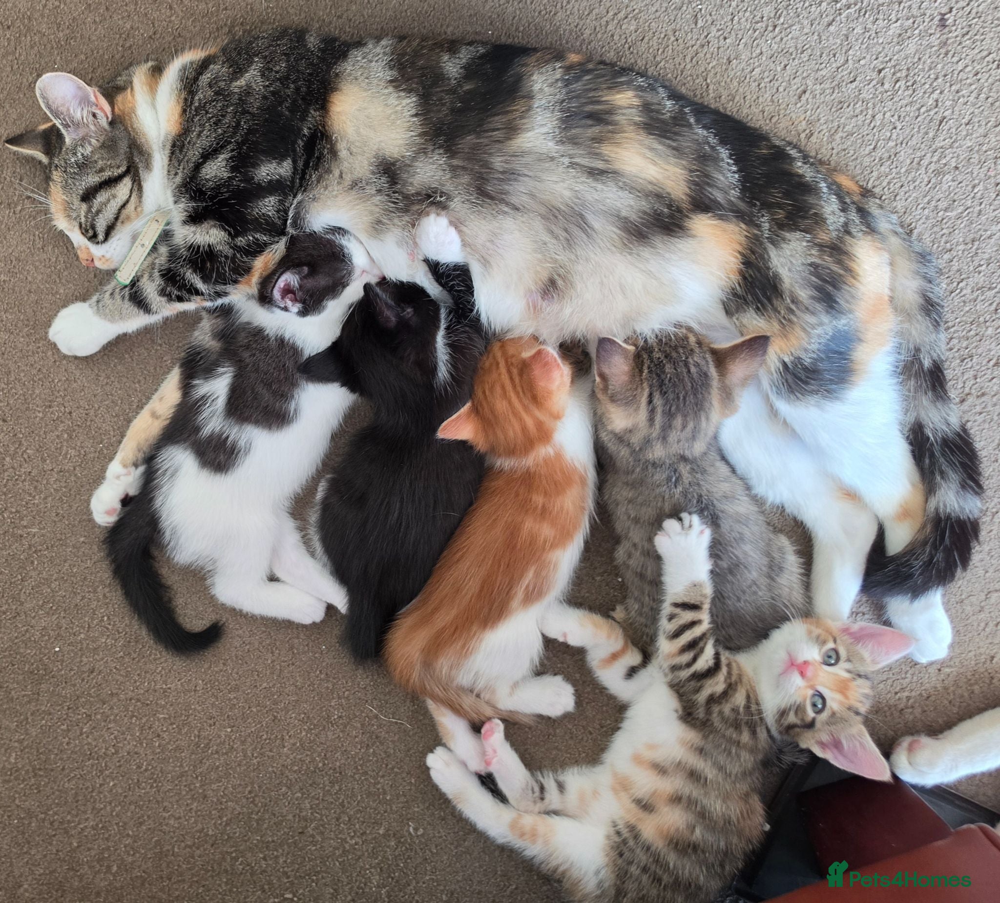 Mixed Breed cats Every Colour Imaginable! Bo's blue-eyed Beauties - Advert 5
