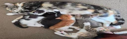 Mixed Breed cats for sale: Every Colour Imaginable! Bo's blue-eyed Beauties - Advert 1