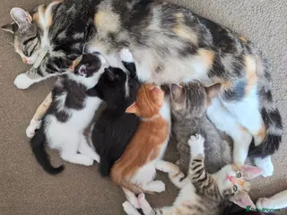 Mixed Breed cats Every Colour Imaginable! Bo's blue-eyed Beauties - Advert 5