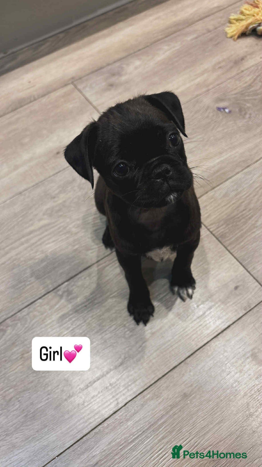 Pug dogs for sale: 🐾 Adorable 9-Week-Old Pug Puppies 🐾 - Image 4
