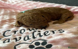 Toy Poodle dogs for sale: EXTENSIVE HEALTH TEST KC RED TOY POODLES LICENSED - Image 13