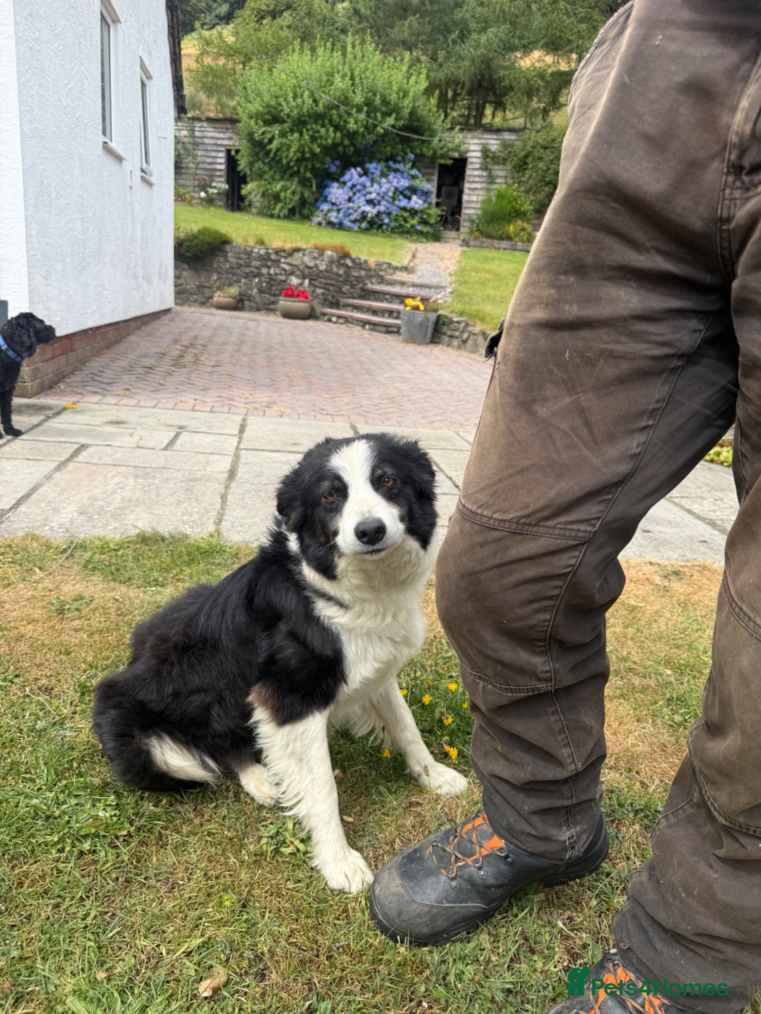 Welsh Collie dogs Adorable Mid Wales border collie puppies for sale - Advert 1