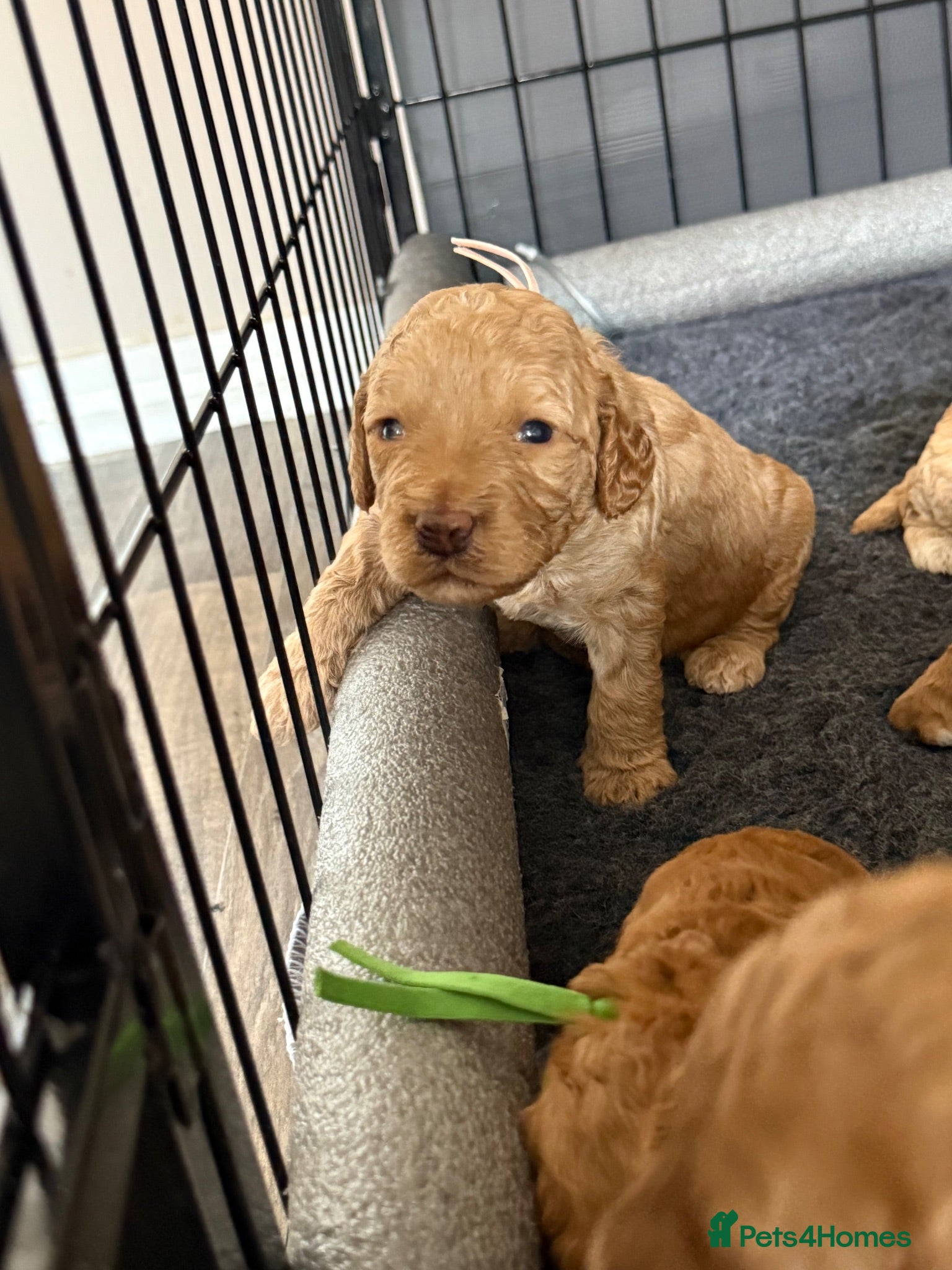 Labradoodle dogs  F1BB Miniature Labradoodle Puppies – Home Raised - Advert 2