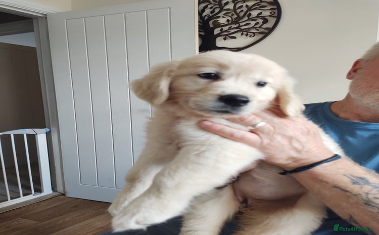 Golden Retriever dogs - Advert 2