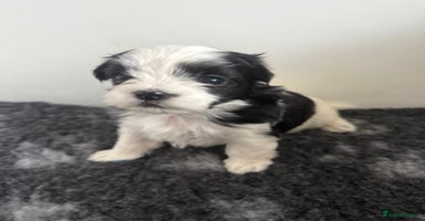 Maltipoo dogs - Advert 1