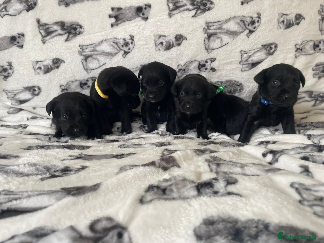 Labrador Retriever dogs for sale: Beautiful Labrador puppy’s  - Advert 7