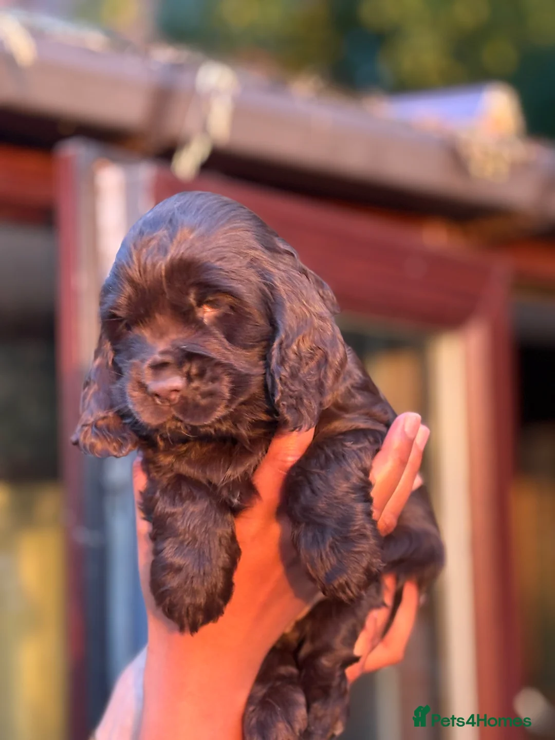 Cocker Spaniel dogs for sale: Show cocker spaniels kc reg pups ready 14 th June  - Advert 2