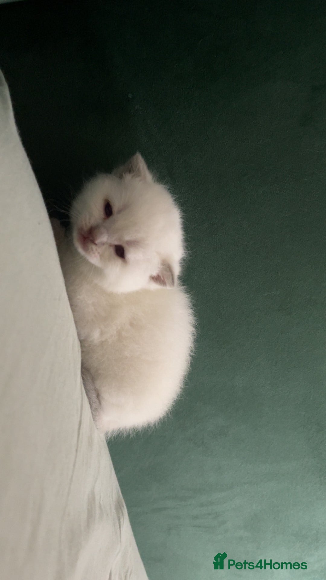 British Shorthair cats for sale: British Shorthair Kittens - Image 10