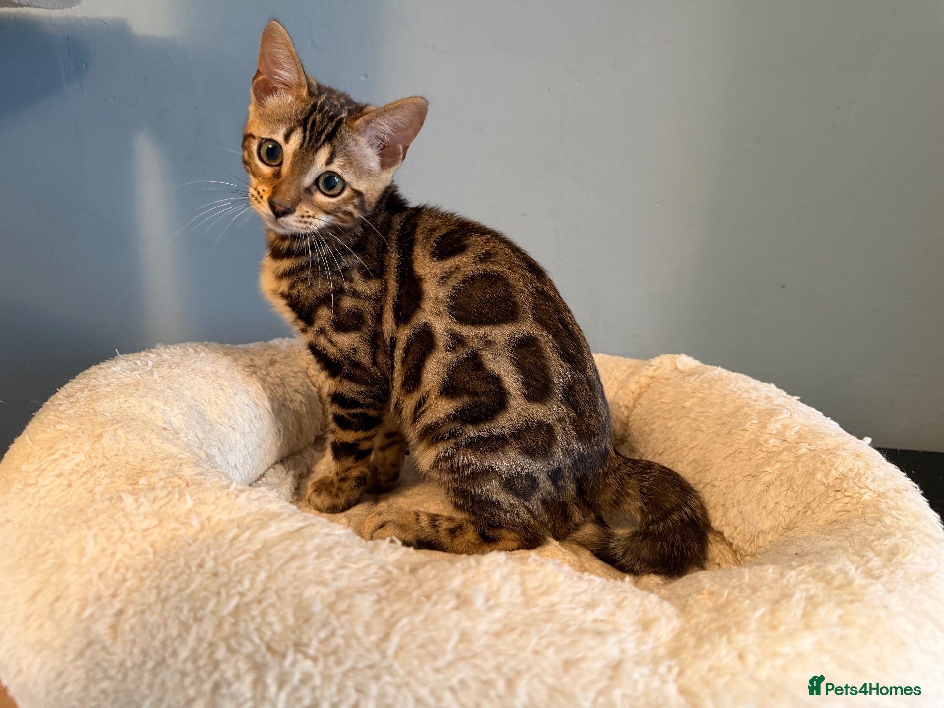 Bengal cats TICA Bengal kittens available.  - Advert 2