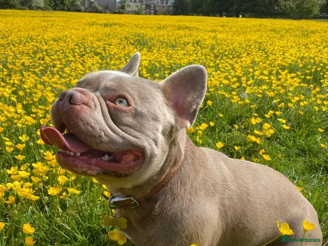 French Bulldog dogs for stud: Maverick | Pedigree Frenchie Stud - Advert 2