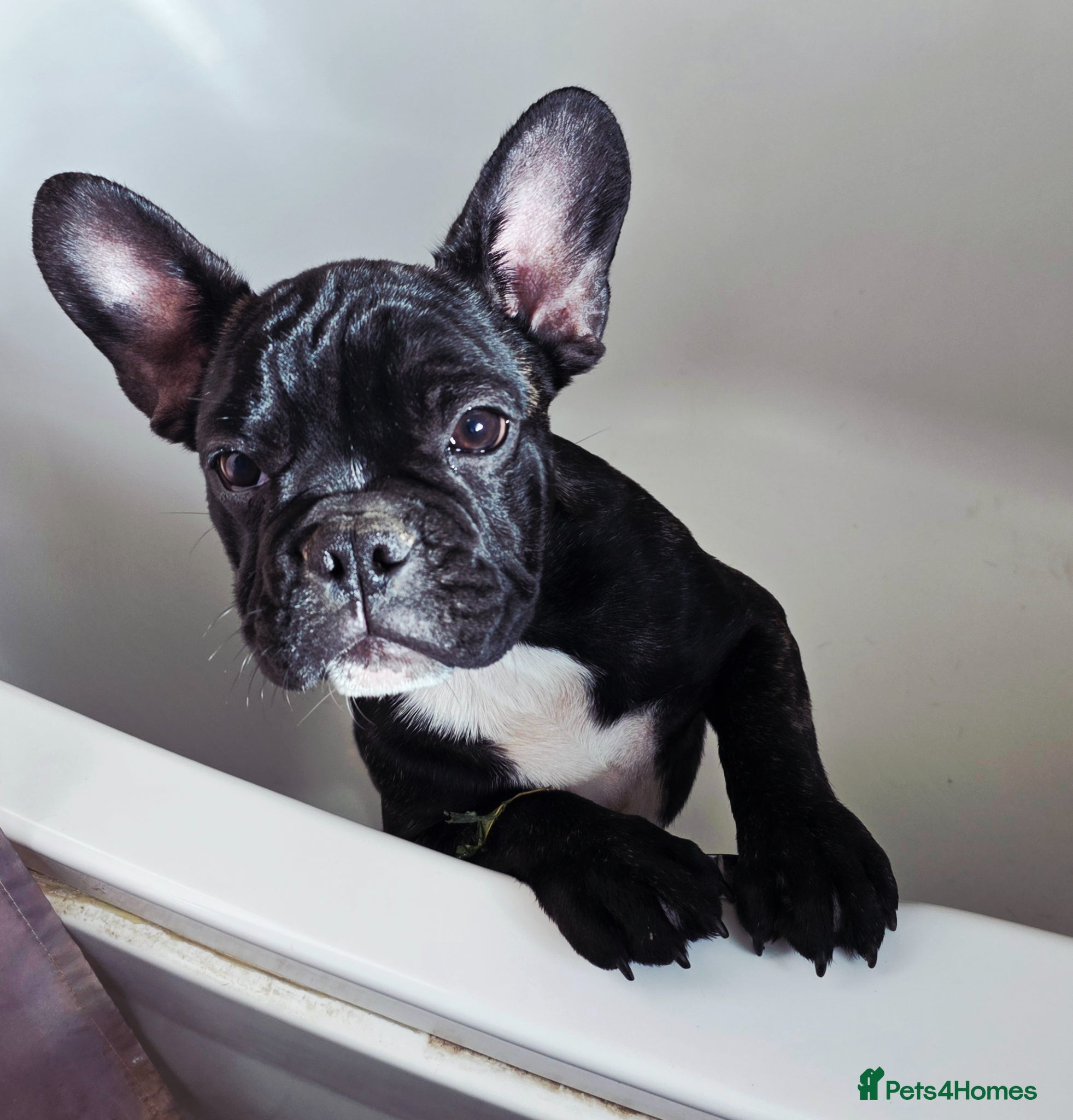French Bulldog dogs Beautiful French bulldog 2 boys left - Advert 2