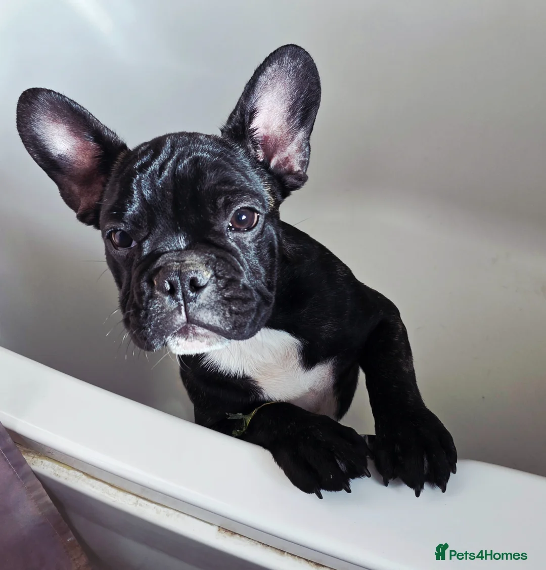 French Bulldog dogs for sale: Beautiful French bulldog boy Tiger - Advert 1