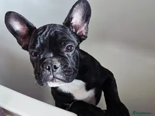 French Bulldog dogs Beautiful French bulldog boy Tiger - Advert 7