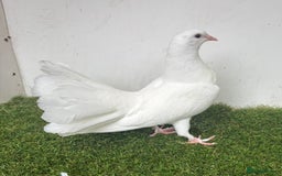 Pigeons birds for sale: Baby fantail pigeons - Image 4