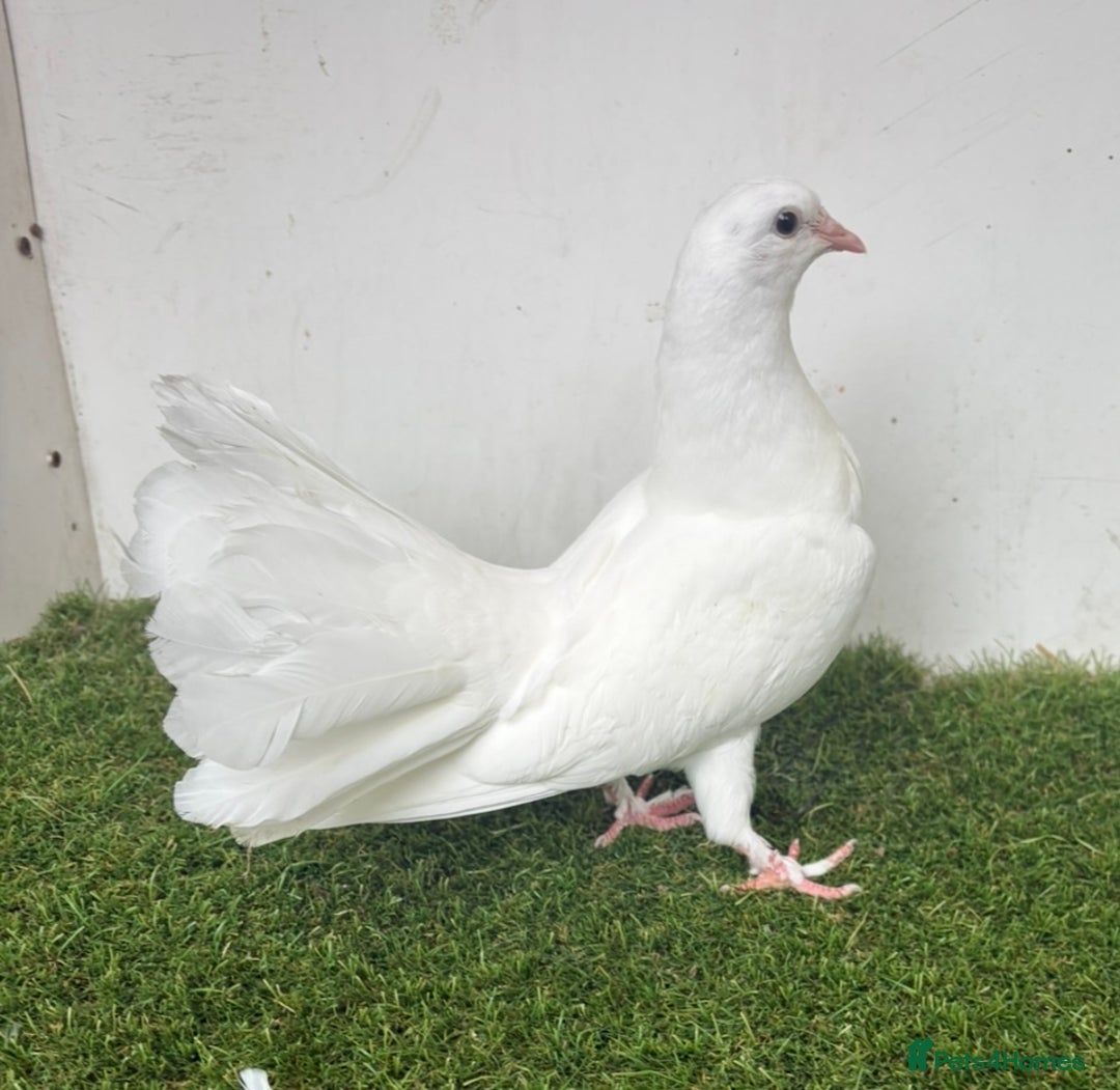 Pigeons birds for sale: Baby fantail pigeons - Image 4