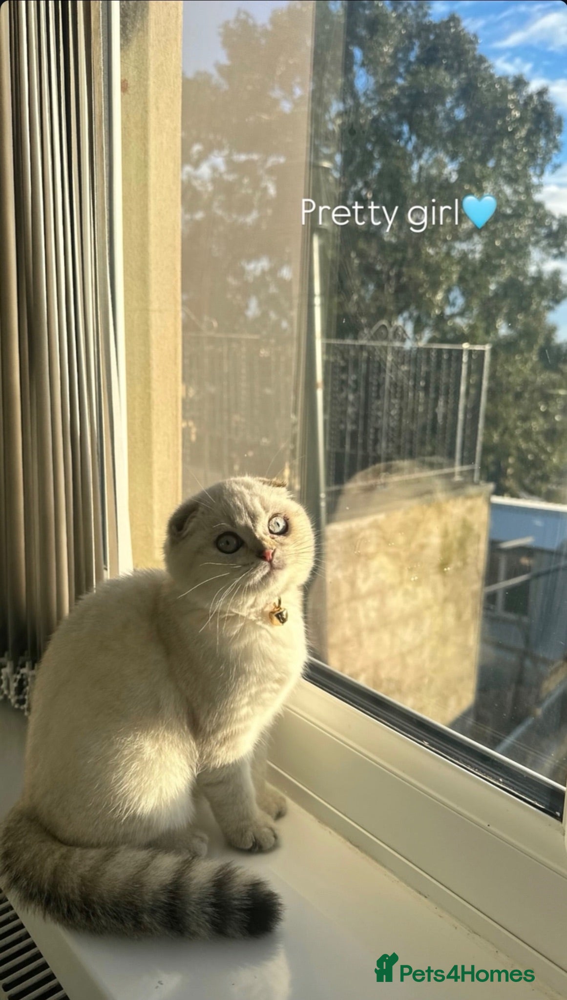 Scottish Fold cats Dior & Bear - Advert 6