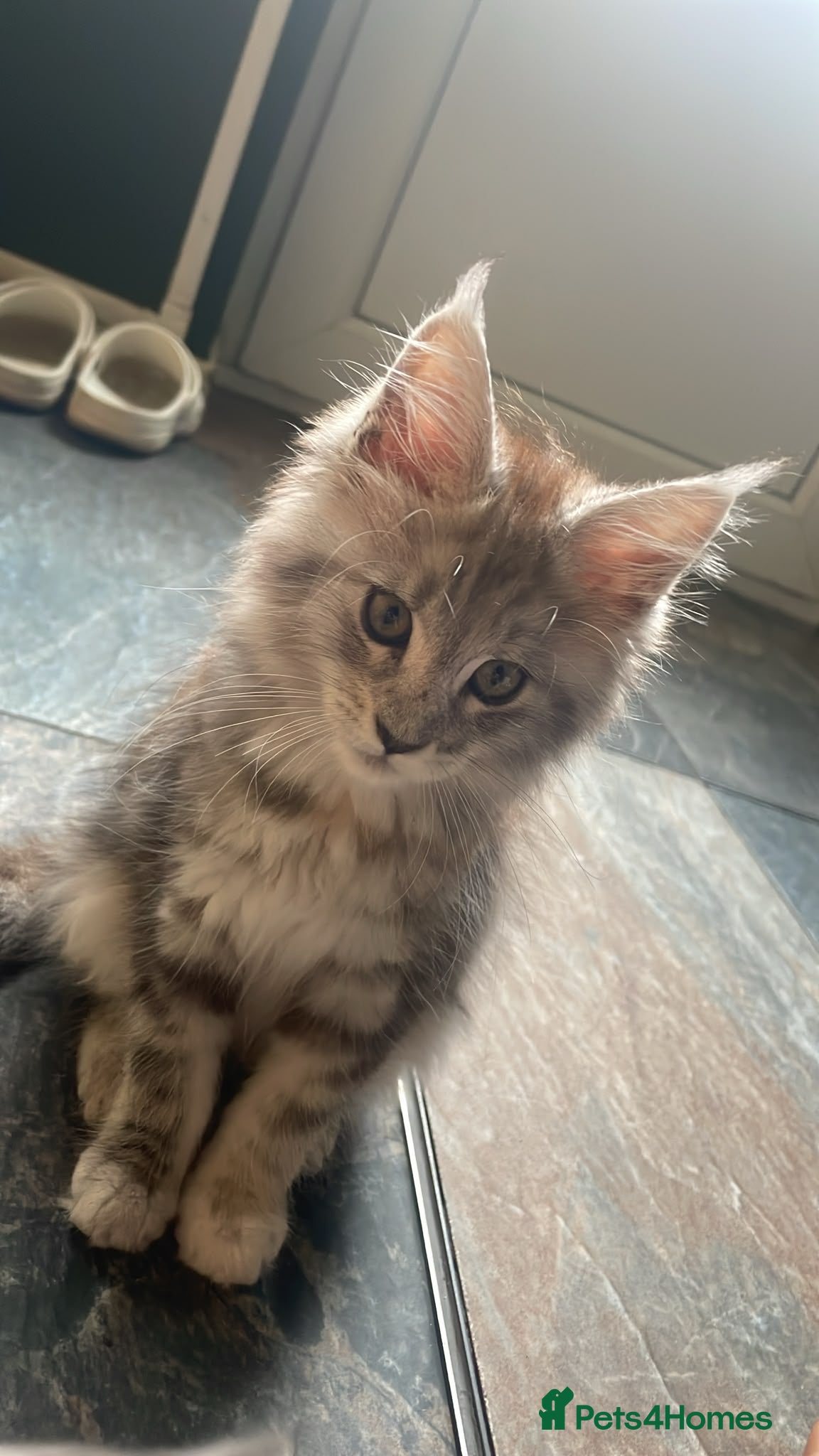 Maine Coon cats Beautiful Tica Active Registered kittens - Advert 12