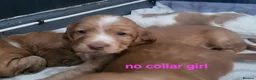 Cocker Spaniel dogs for sale: Beautiful working / show cocker spaniel puppies - Advert 12