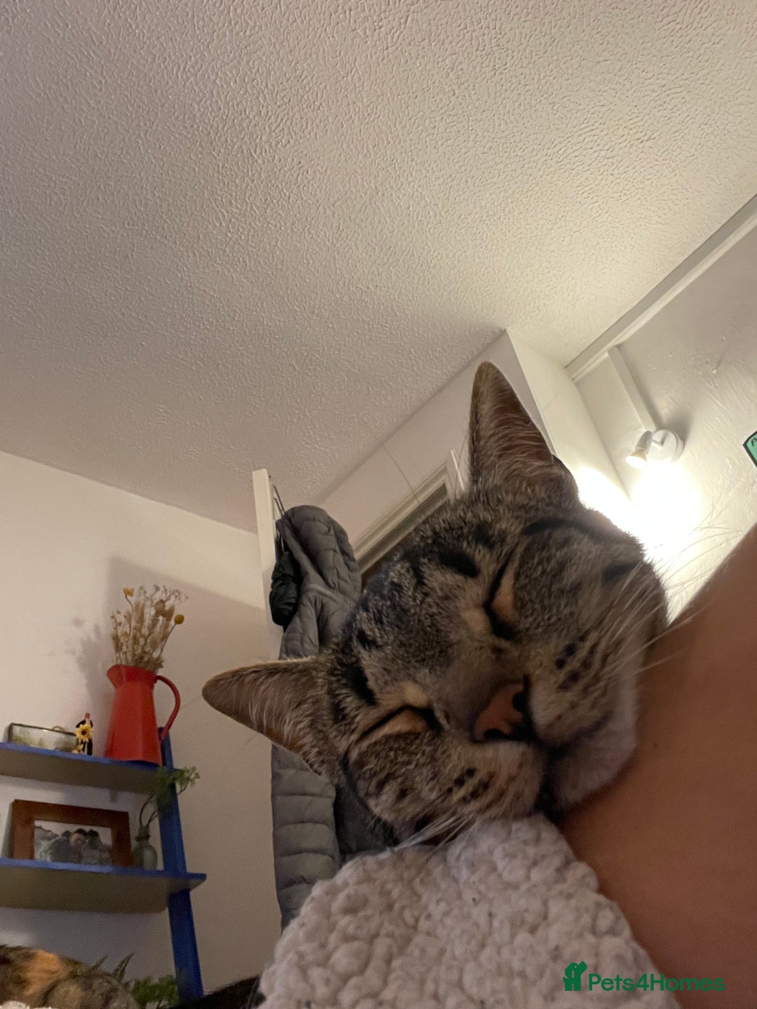 Domestic Shorthair cats for sale: Inigo and Daisy - Advert 10