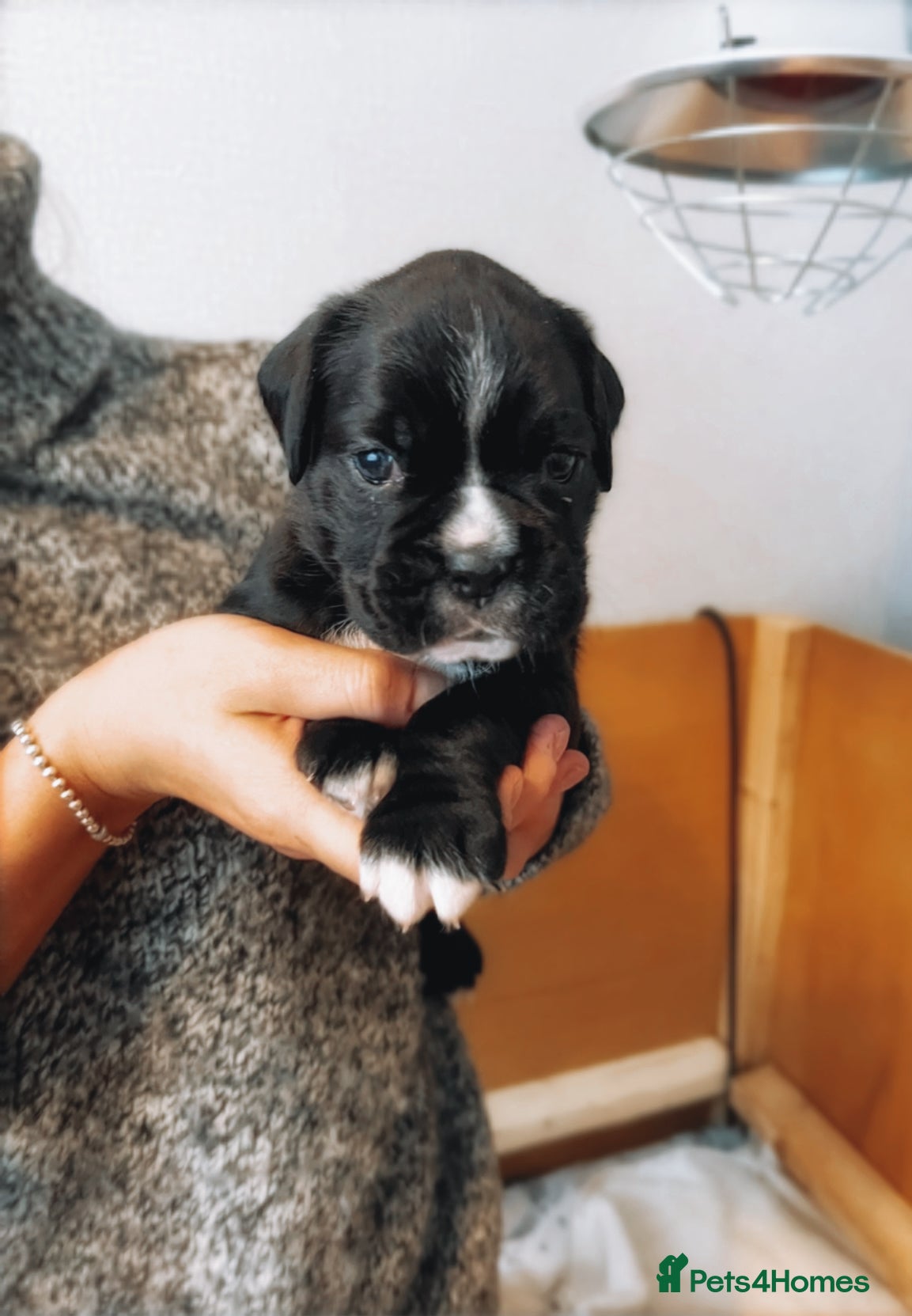 Boxer dogs Beautiful KC registered puppies for sale  - Advert 3