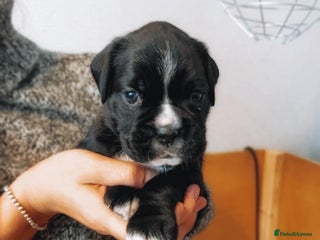 Boxer dogs Beautiful KC registered puppies for sale - Advert 3