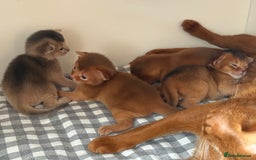 Abyssinian cats for sale: Amazing champion parents litter ❤️ - Image 6