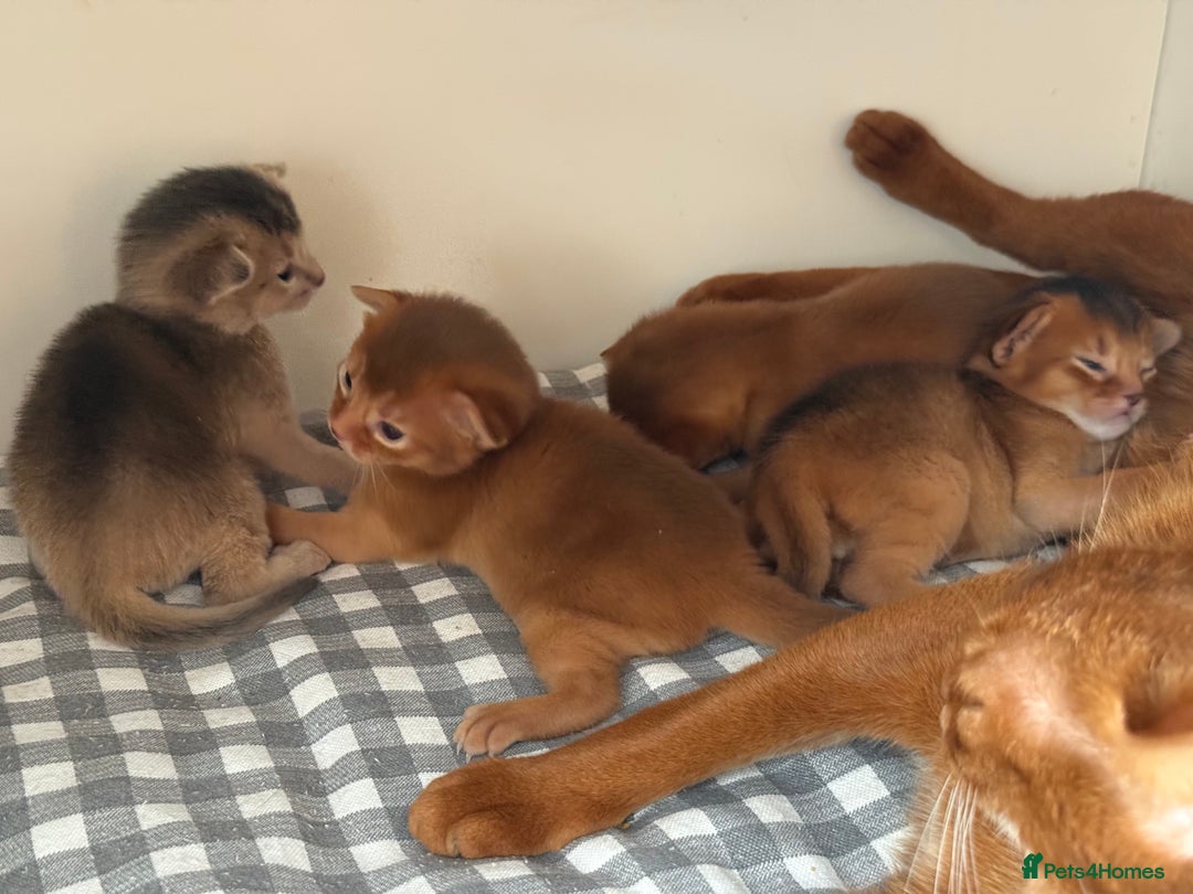 Abyssinian cats for sale: Amazing champion parents litter ❤️ - Image 6