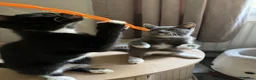 Mixed Breed cats for sale: Black and white and grey and white kitten  - Advert 7